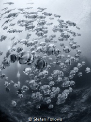 "May the road rise with you ... " PIL. Longfin Batfish - ... by Stefan Follows 